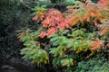 Sumac in autumn, when its pinnate leaves are bright yellow, orange to red. At the same time, cone fruits are ripening, and they be