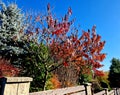 Sumac in autumn, when its pinnate leaves are bright yellow, orange to red.