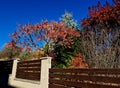 Sumac in autumn, when its pinnate leaves are bright yellow, orange to red.