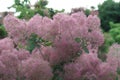 Sumac. Bushy Bush. Pleasant smell. lilac. in the Park
