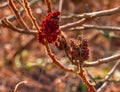 Sumac with deer antlers in early spring. Large branches of Rhus typhina L with last year\'s bright red fruits