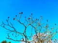 Sumac deer-horned in early spring in the city park. Large crown of Rhus typhina L with last year\'s bright red fruits