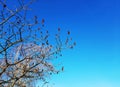 Sumac deer-horned in early spring in the city park. Large crown of Rhus typhina L with last year\'s bright red fruits