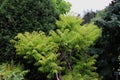 A Sumac, Evergreen and Juniper at an arboretum in Wisconsin Royalty Free Stock Photo