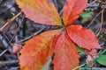 Sumac Fall Color