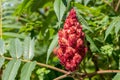 Sumac flowering plant in the summer Royalty Free Stock Photo