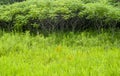 Sumac grove in a field of wild plants