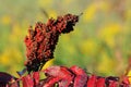 Sumac seeds Royalty Free Stock Photo