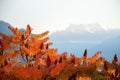 Sumac shrub with bright orange autumn foliage and snowy mountain background Royalty Free Stock Photo