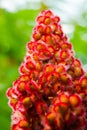 Sumac, sumach or staghorn sumac (Rhus typhina). Blooming sumac plant close up