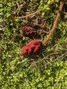 Sumac tree big red flower in garden- (Rhus typhina) Royalty Free Stock Photo