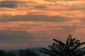 Sumac tree silhouette swaying in soft breeze against amazing sunrise cloudscape copy space