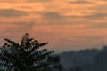 Sumac tree silhouette swaying in soft breeze against amazing sunrise cloudscape copy space