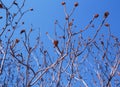 Staghorn Sumac trees and blue sky