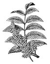 Sumac vintage illustration