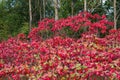 Sumac in Wisconsin Royalty Free Stock Photo