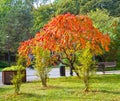 Sumah deer Rhus typhina L. in the autumn park Royalty Free Stock Photo