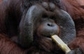 Close up of a monkey face / orangutan