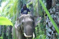 Sumateta elephants in conservation respondent unit aceh east