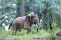 Sumateta elephants in conservation respondent unit aceh east