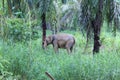 Sumateta elephants in conservation respondent unit aceh east