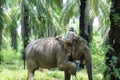 Sumateta elephants in conservation respondent unit aceh east