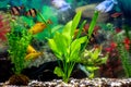 Sumatra barbs, blue gourami, golden barbs - tropical fish in a home decorative aquarium