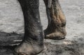 Sumatra elephant back foot standing on grey dirt Royalty Free Stock Photo