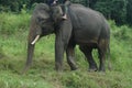 Sumatra elephant