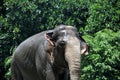 Sumatra elephant in wildlife green background