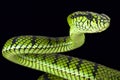 Sumatra pit viper (Parias sumatranus) Royalty Free Stock Photo