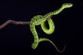 Sumatra pit viper (Parias sumatranus) Royalty Free Stock Photo