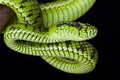 Sumatra pit viper (Parias sumatranus) Royalty Free Stock Photo