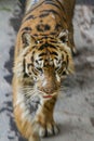 Sumatra tiger walking in the street.