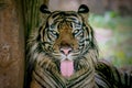 Sumatra Tiger watching the prey