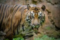 Sumatra Tiger watching the prey