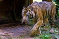 sumatra tiger in zoo Royalty Free Stock Photo