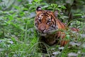 Sumatraanse Tijger, Sumatran Tiger, Panthera tigris sumatrae