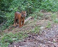 Sumatraanse Tijger, Sumatran Tiger, Panthera tigris sumatrae