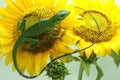 A Sumatran bloodsucker lizard looking for prey on a sunflower. Royalty Free Stock Photo