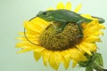 A Sumatran bloodsucker lizard looking for prey on a sunflower. Royalty Free Stock Photo