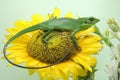 A Sumatran bloodsucker lizard looking for prey on a sunflower. Royalty Free Stock Photo