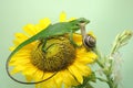 A Sumatran bloodsucker lizard looking for prey on a sunflower. Royalty Free Stock Photo
