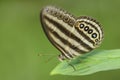 Sumatran brushfoot butterfly - Ragadia makuta