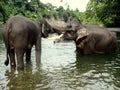 Sumatran elephans while kissing in the river Royalty Free Stock Photo