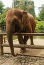 A Sumatran elephant at the Bali Zoo