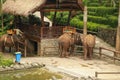 A Sumatran elephant at the Bali Zoo. Two elephants are enjoying their day together. Elephants are found on the island of Sumatra.