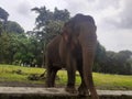 A Sumatran elephant Royalty Free Stock Photo