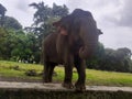 A Sumatran elephant Royalty Free Stock Photo