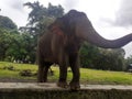 A Sumatran elephant Royalty Free Stock Photo